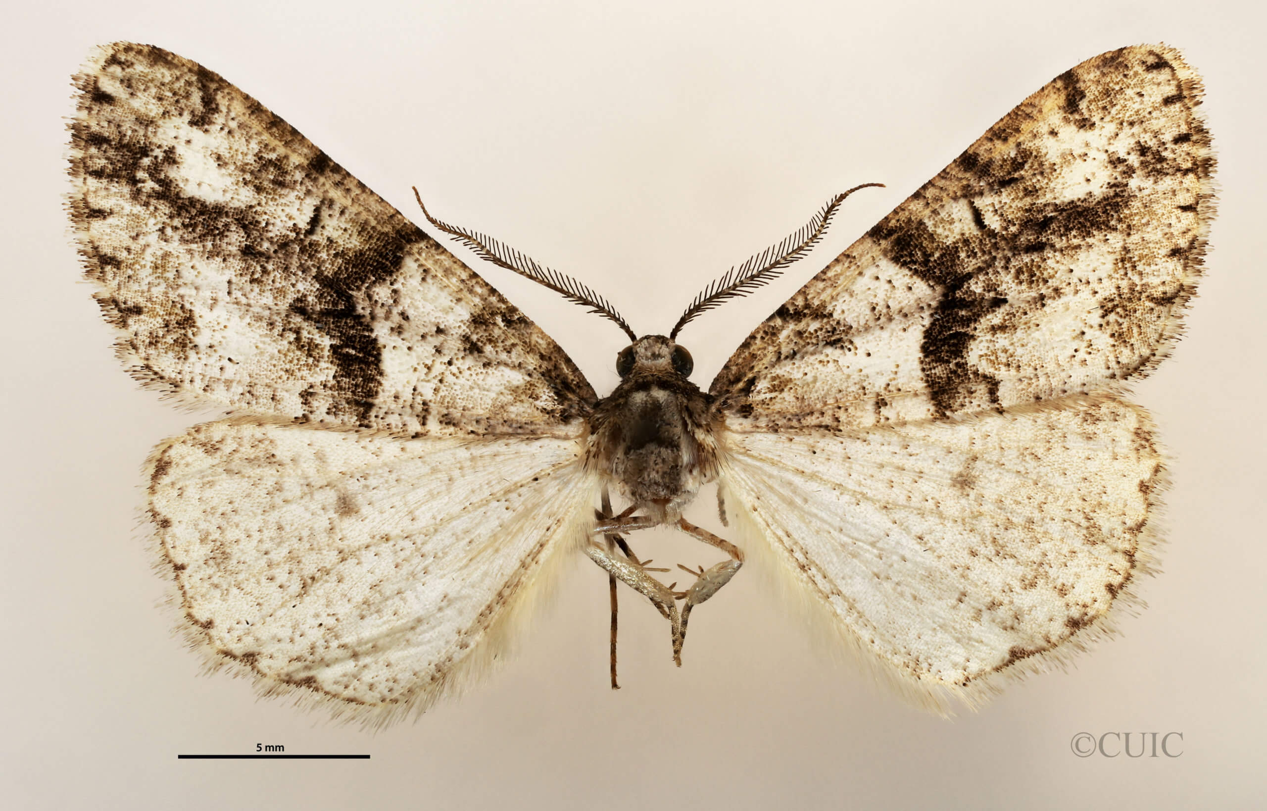 dorsal view of adult Vinemina catalina