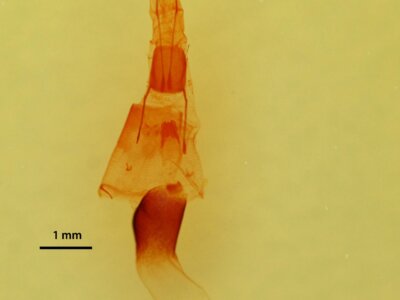 genitalia view of adult Vinemina catalina