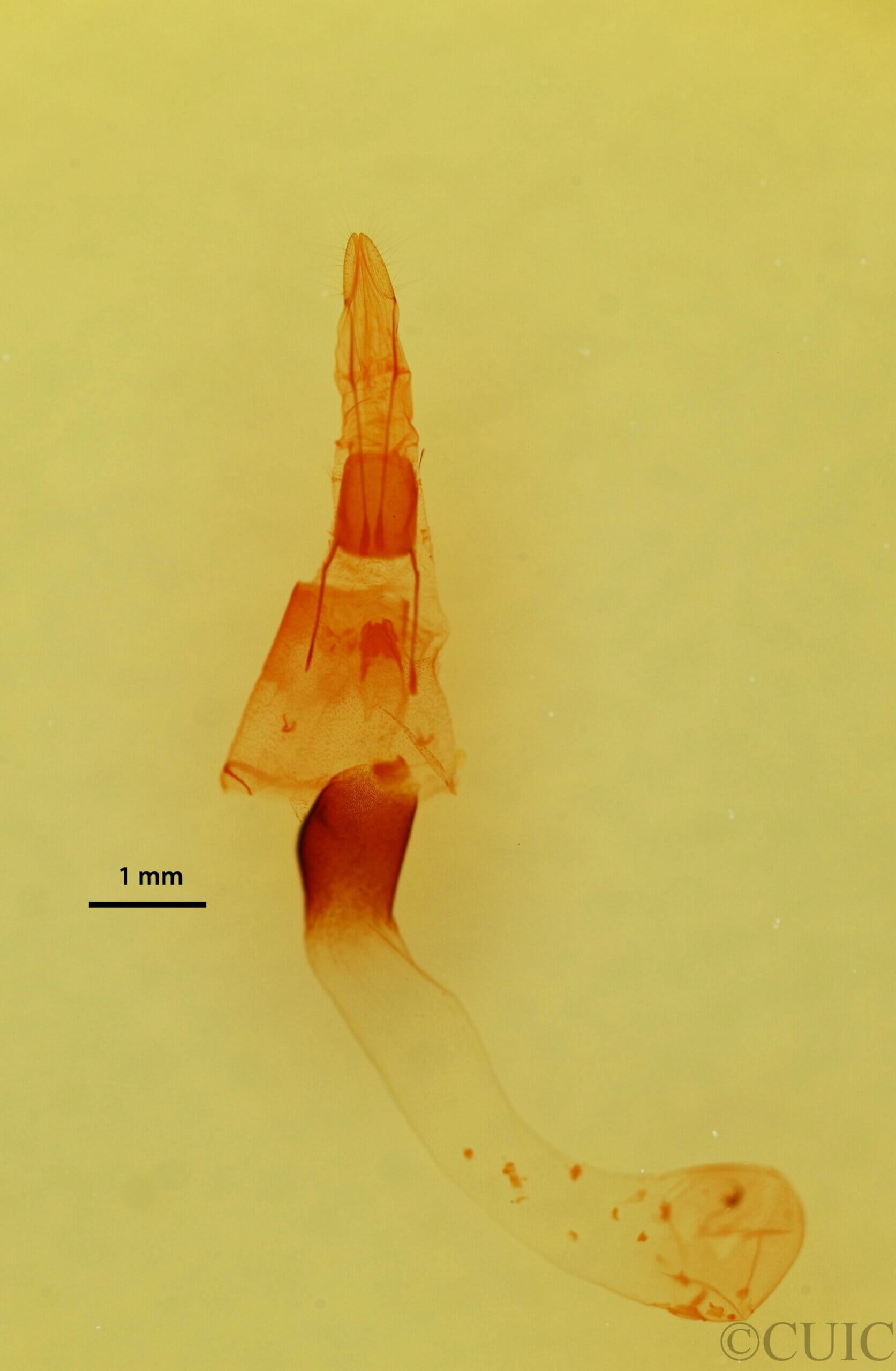 genitalia view of adult Vinemina catalina