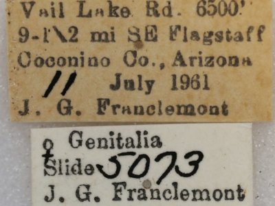 label view of adult Vinemina catalina