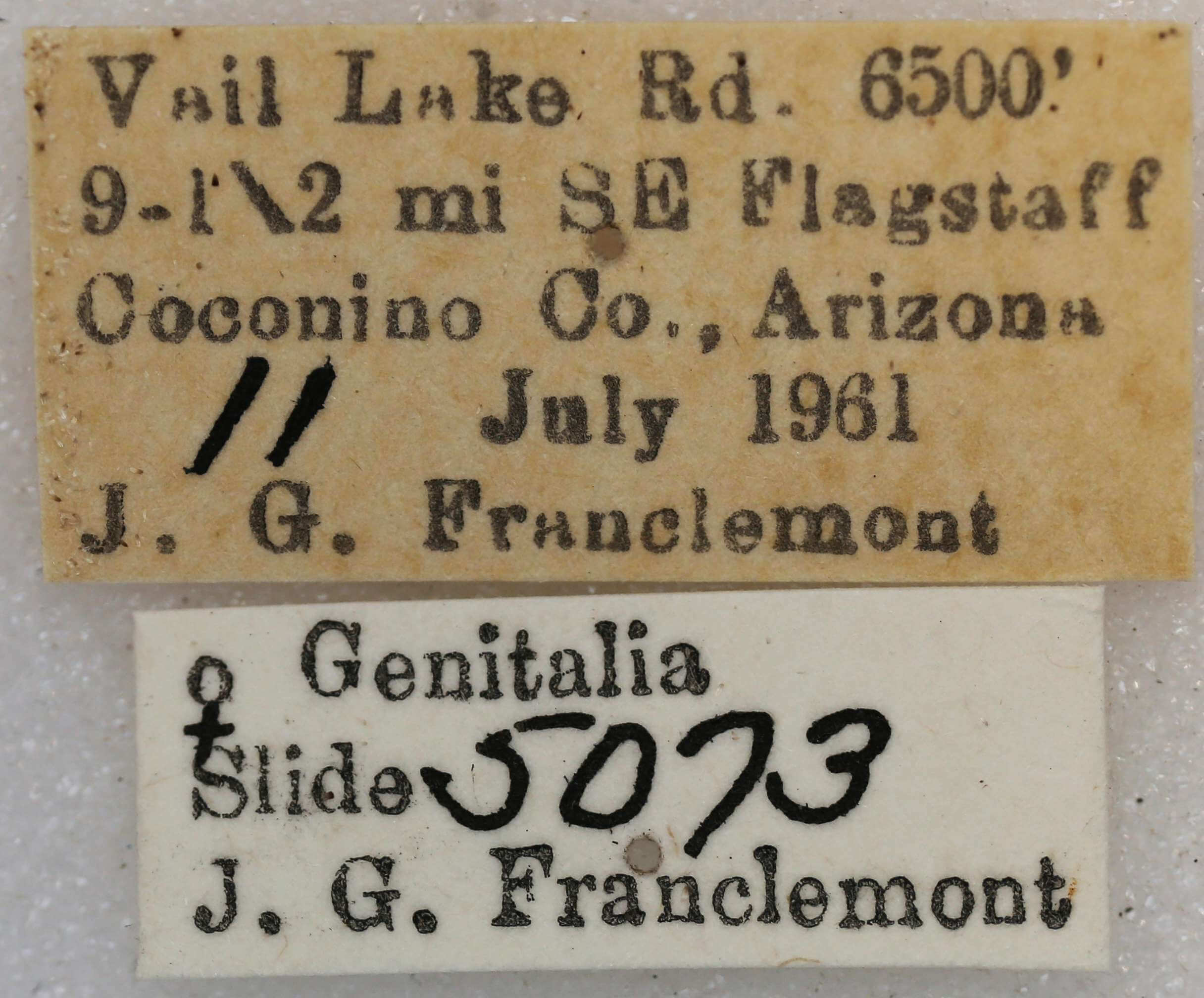 label view of adult Vinemina catalina