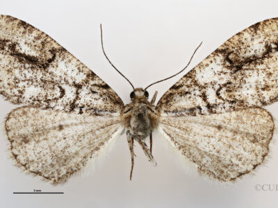 dorsal view of adult Vinemina catalina