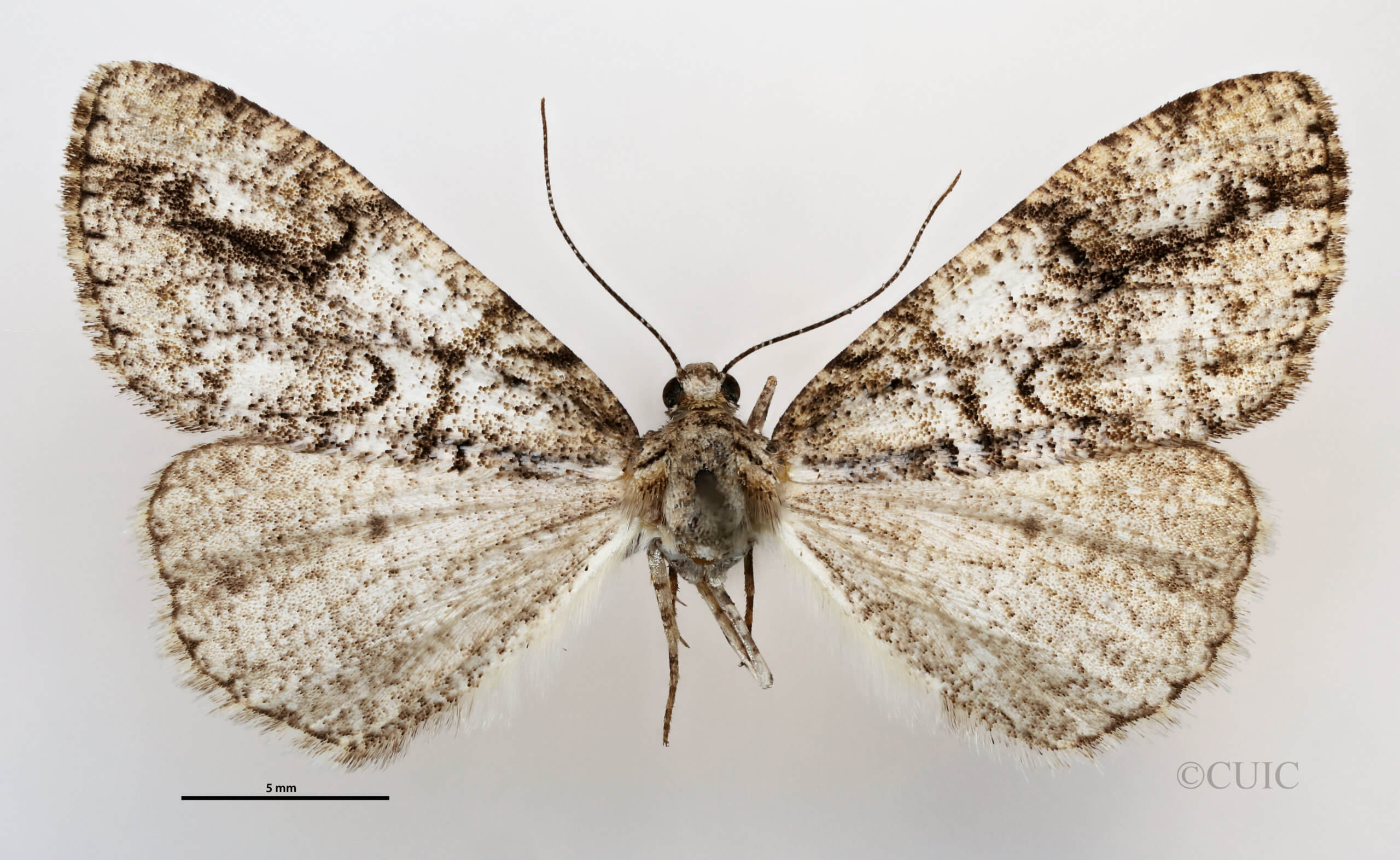 dorsal view of adult Vinemina catalina