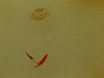 genitalia view of adult Vinemina catalina