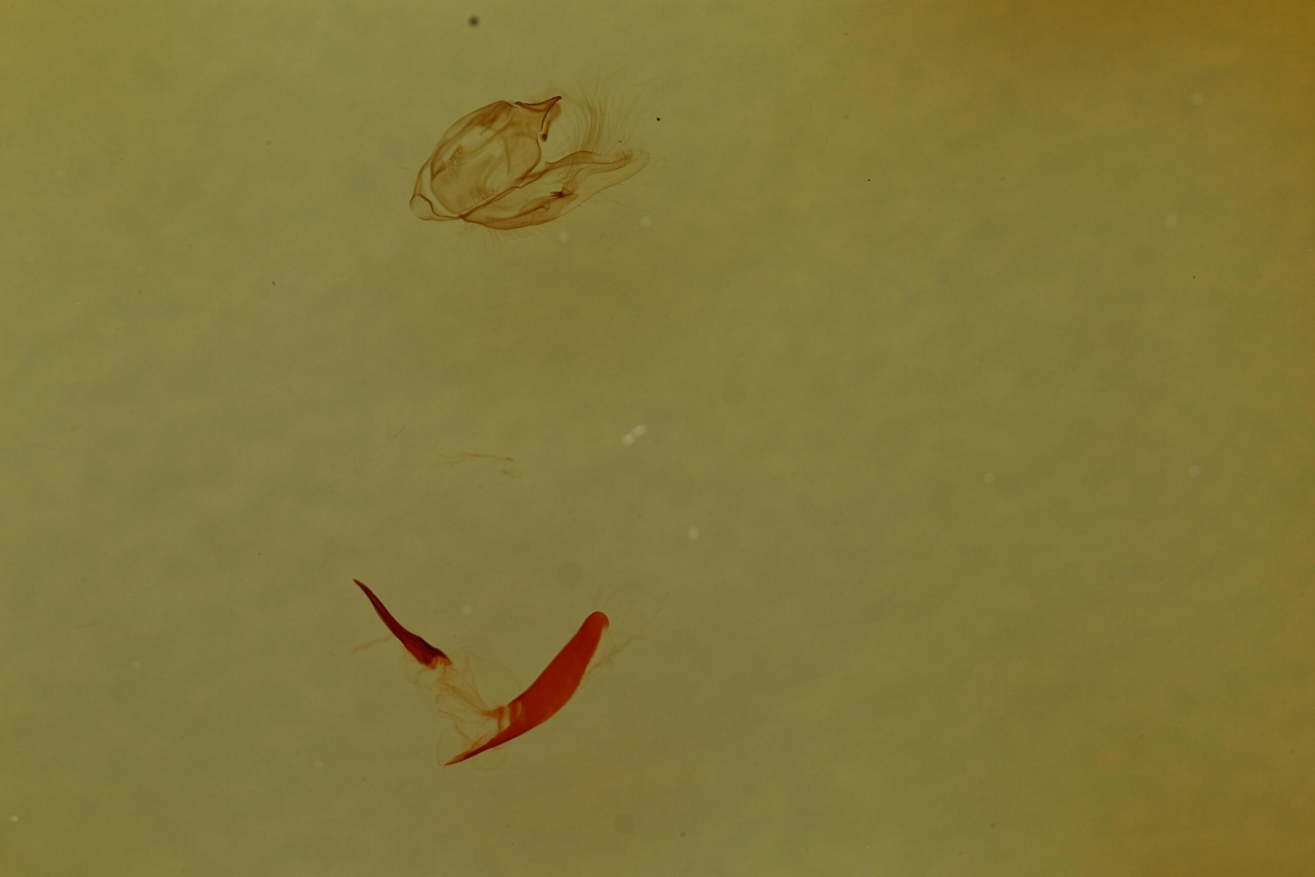 genitalia view of adult Vinemina catalina