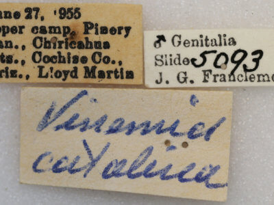 label view of adult Vinemina catalina