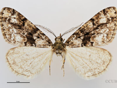 dorsal view of adult Vinemina catalina