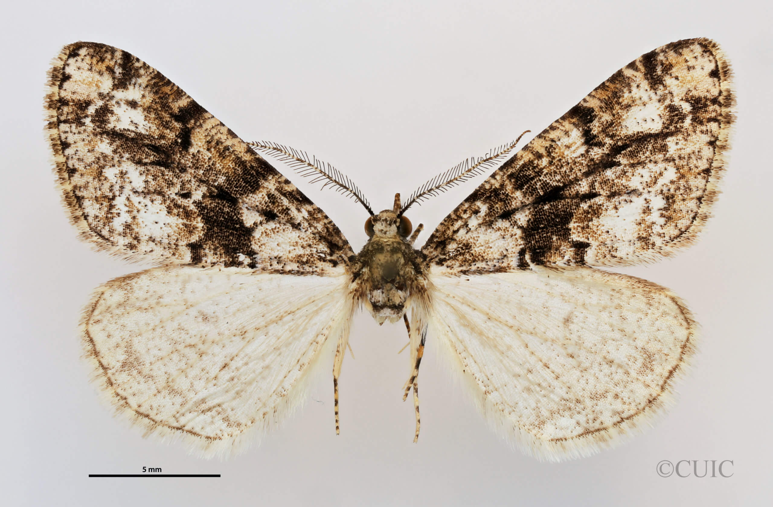 dorsal view of adult Vinemina catalina