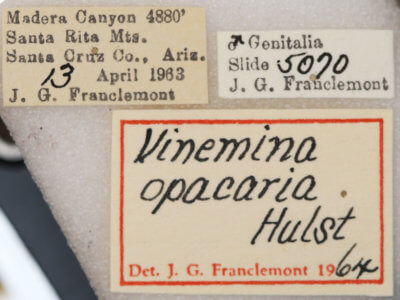 label view of adult Vinemina opacaria