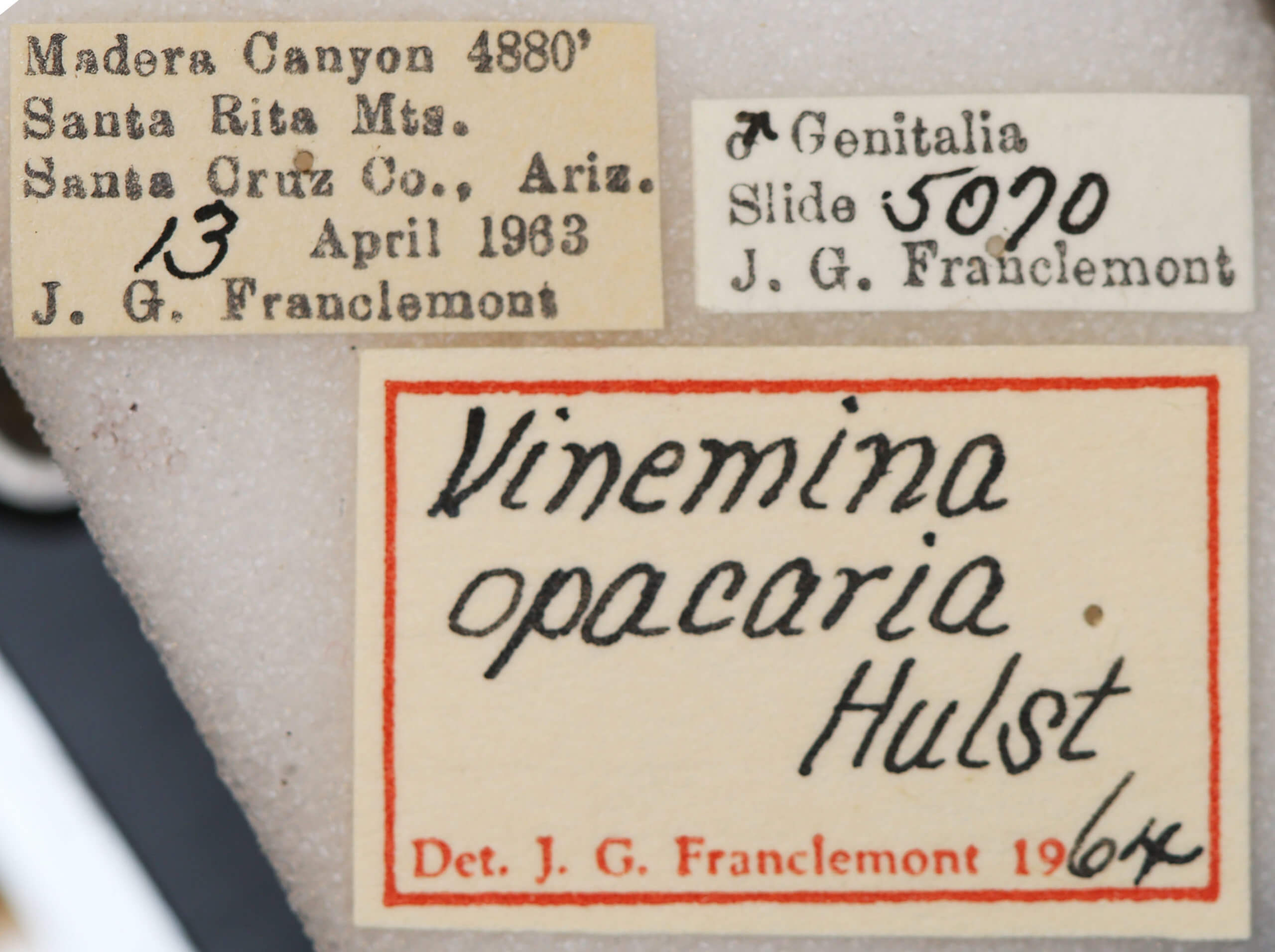 label view of adult Vinemina opacaria