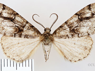 dorsal view of adult Vinemina opacaria