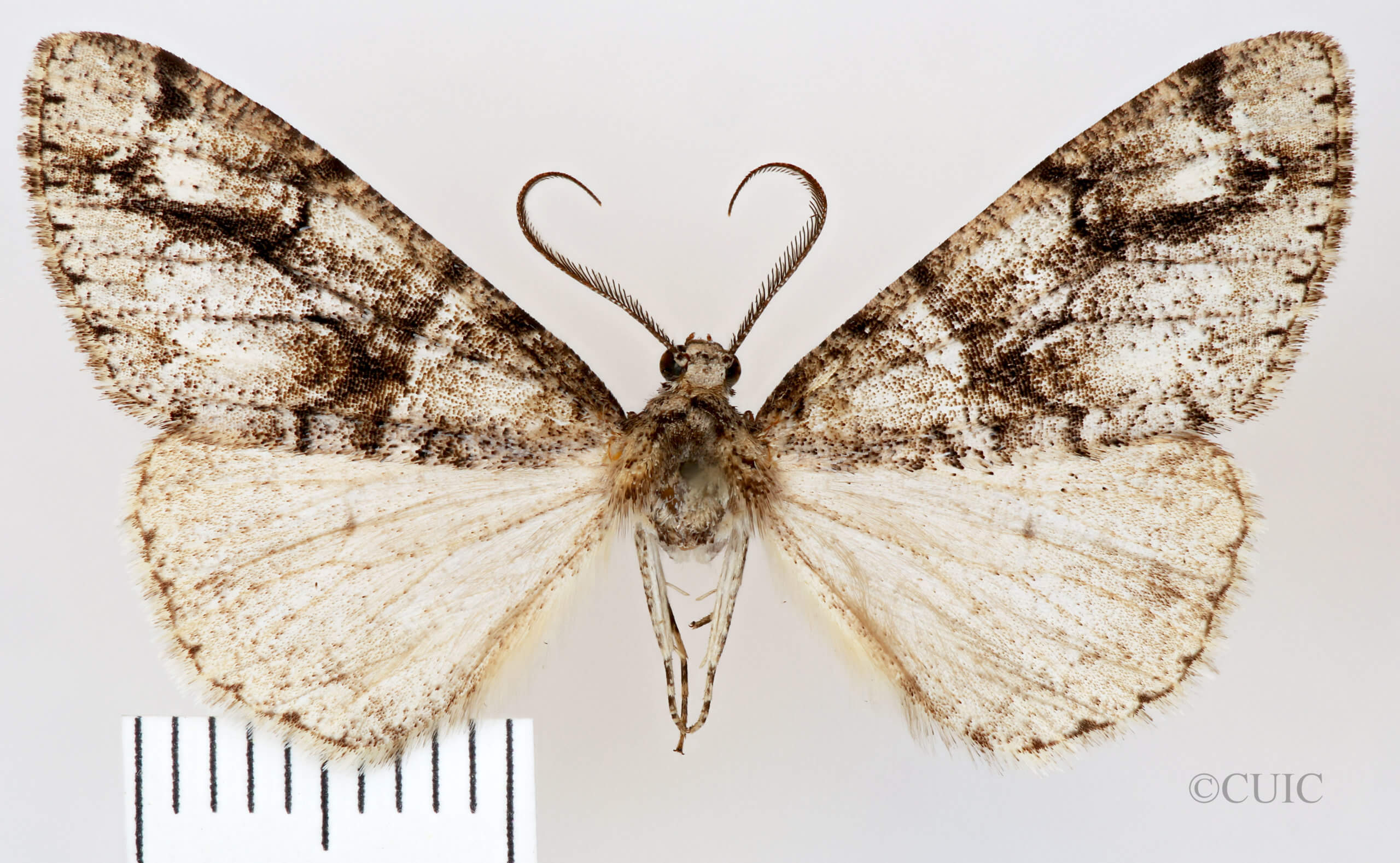 dorsal view of adult Vinemina opacaria