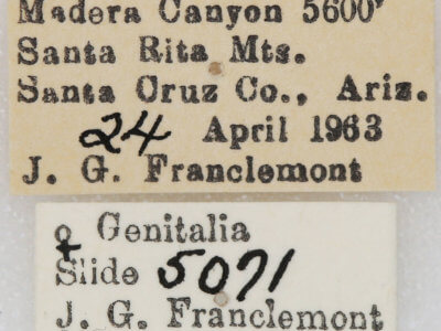 label view of adult Vinemina opacaria