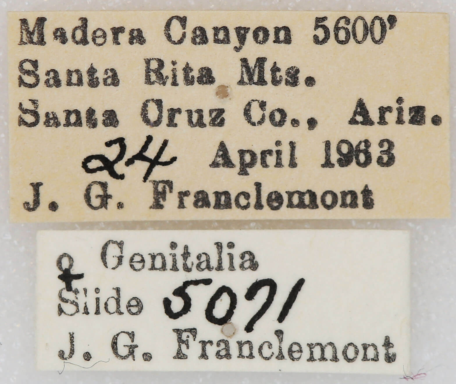 label view of adult Vinemina opacaria