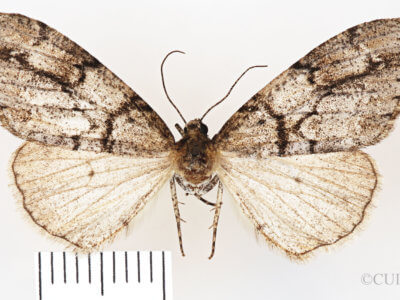 dorsal view of adult Vinemina opacaria