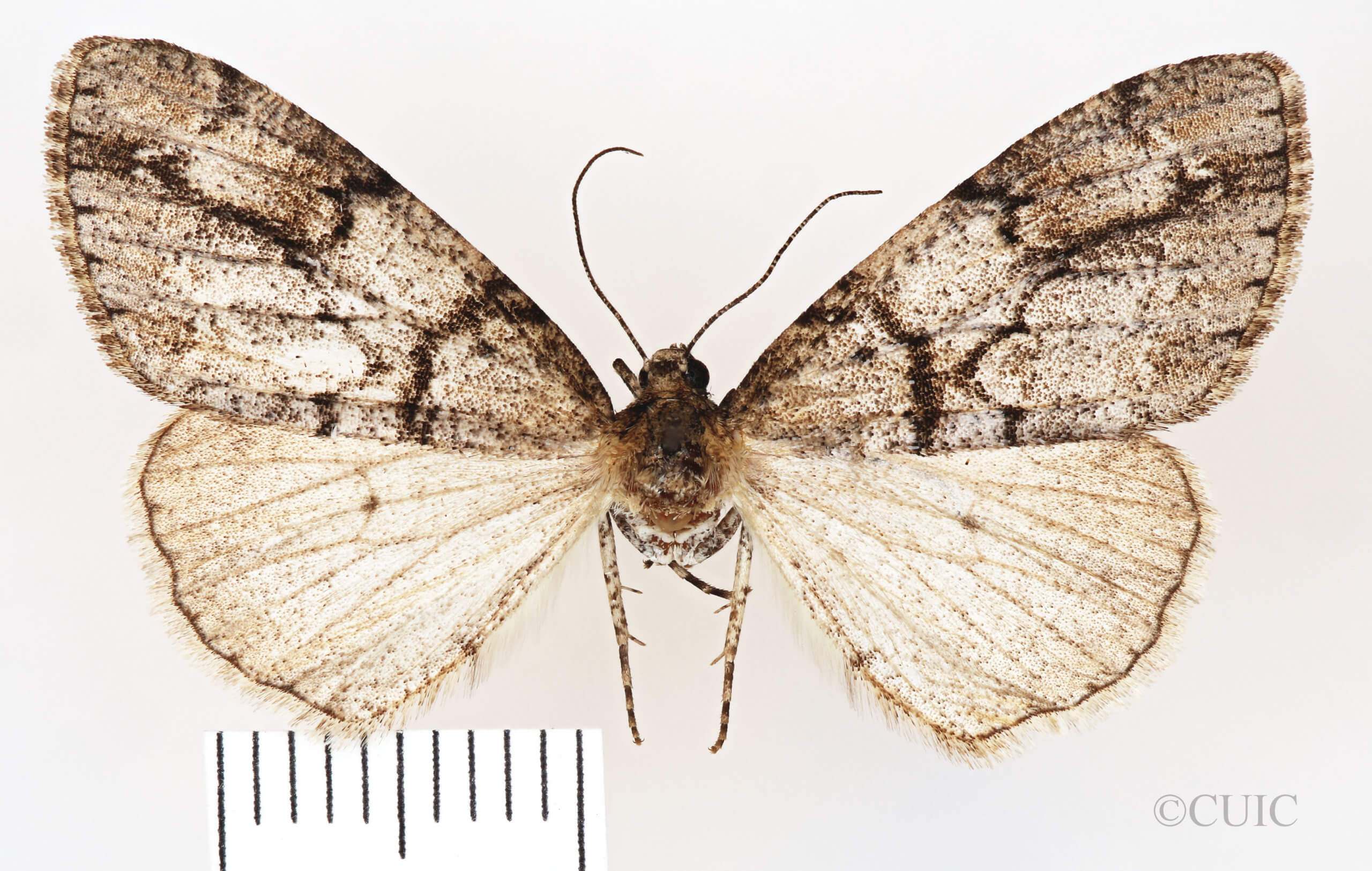 dorsal view of adult Vinemina opacaria