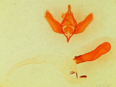 genitalia view of adult Viridemas galena