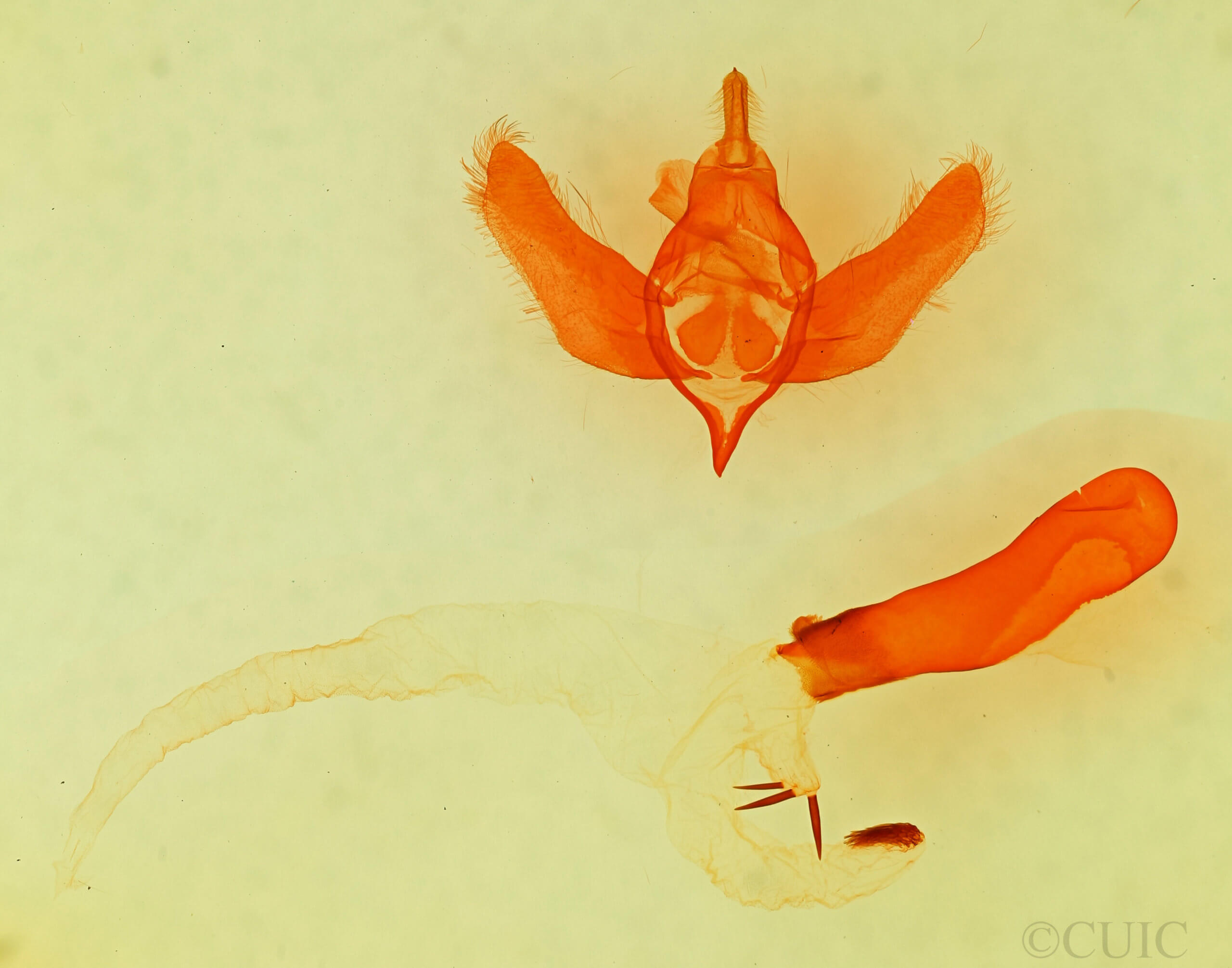 genitalia view of adult Viridemas galena