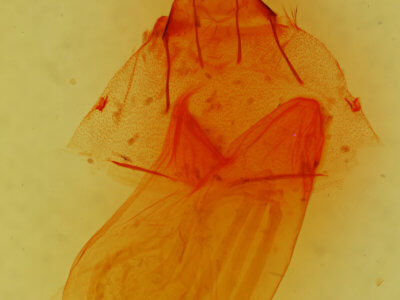genitalia view of adult Viridemas galena