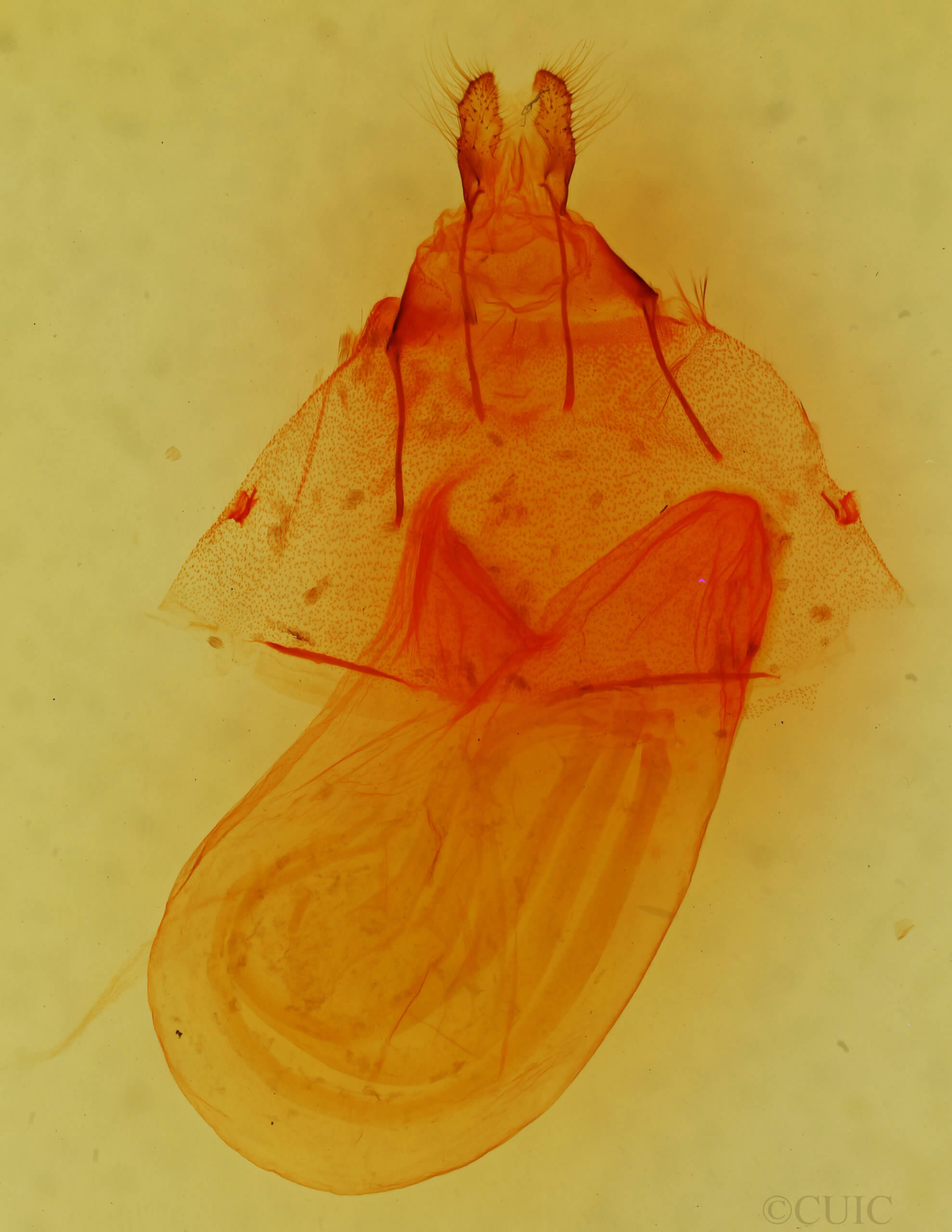 genitalia view of adult Viridemas galena