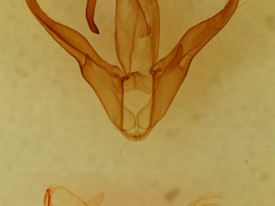 genitalia view of adult Zale fictilis