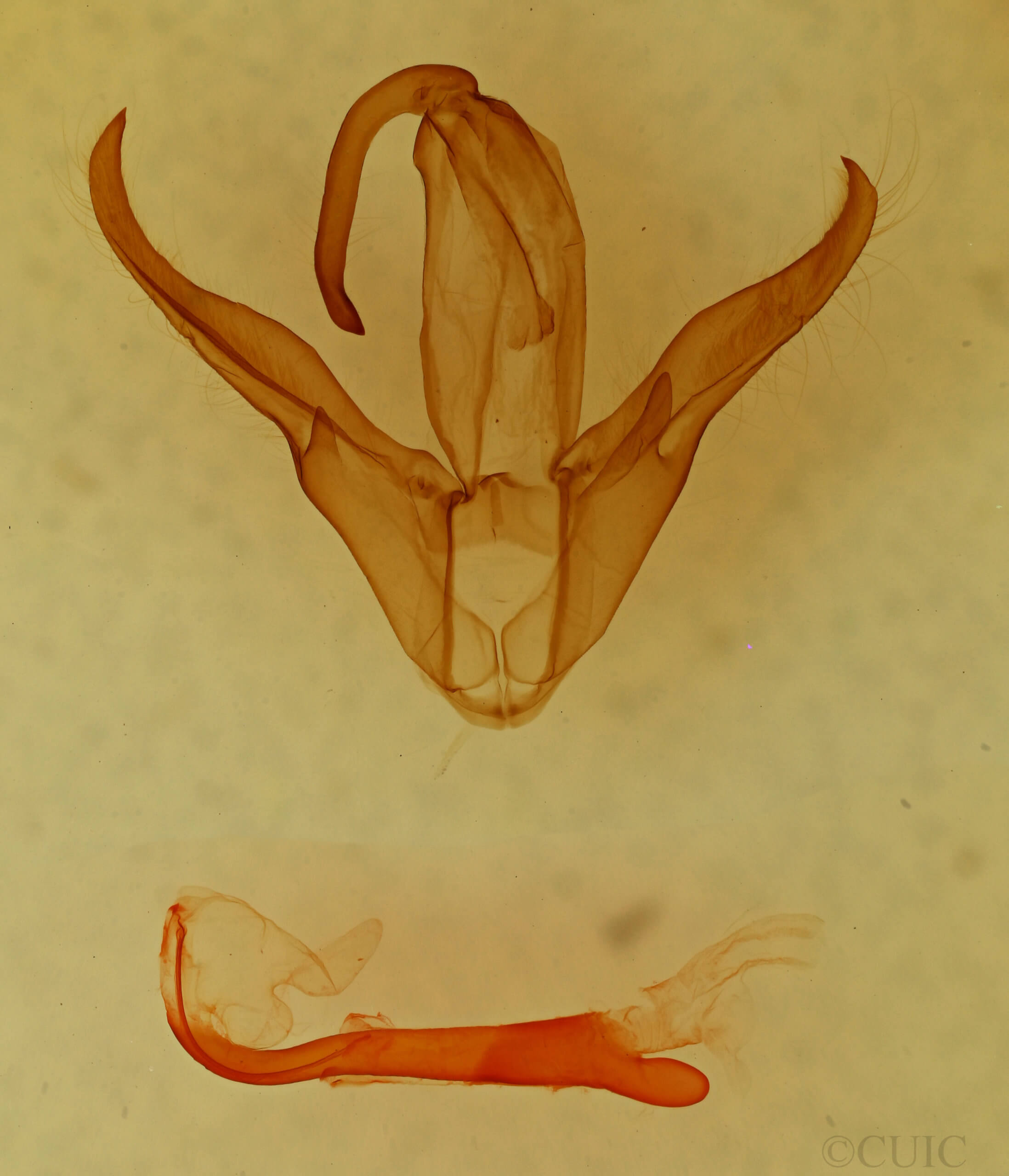 genitalia view of adult Zale fictilis