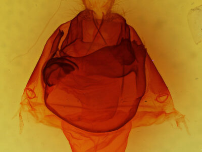 genitalia view of adult Zale lunata