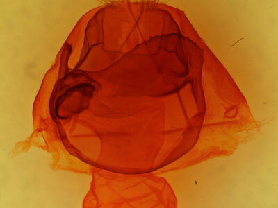 genitalia view of adult Zale lunata