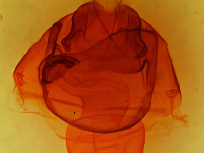 genitalia view of adult Zale lunata