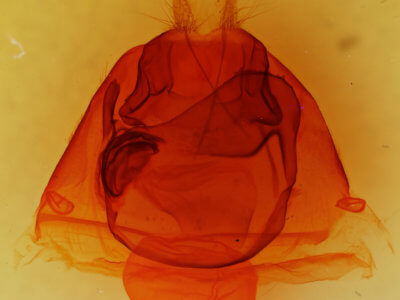 genitalia view of adult Zale lunata