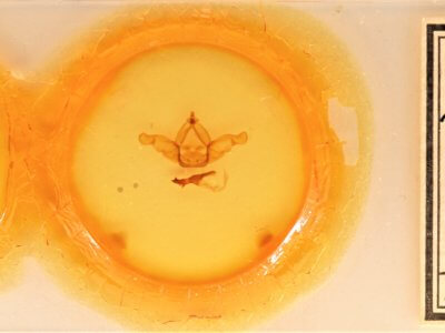 slide view of adult Nadata gibbosa