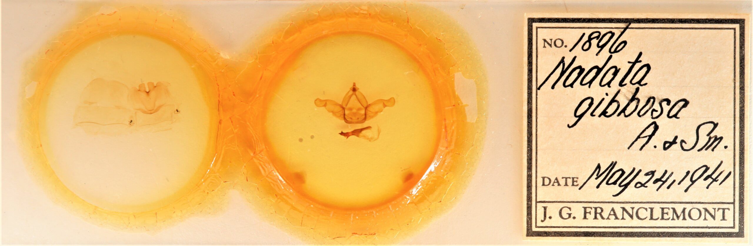 slide view of adult Nadata gibbosa