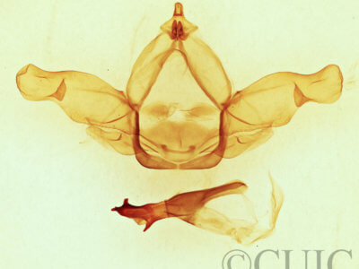 genitalia view of adult Nadata gibbosa