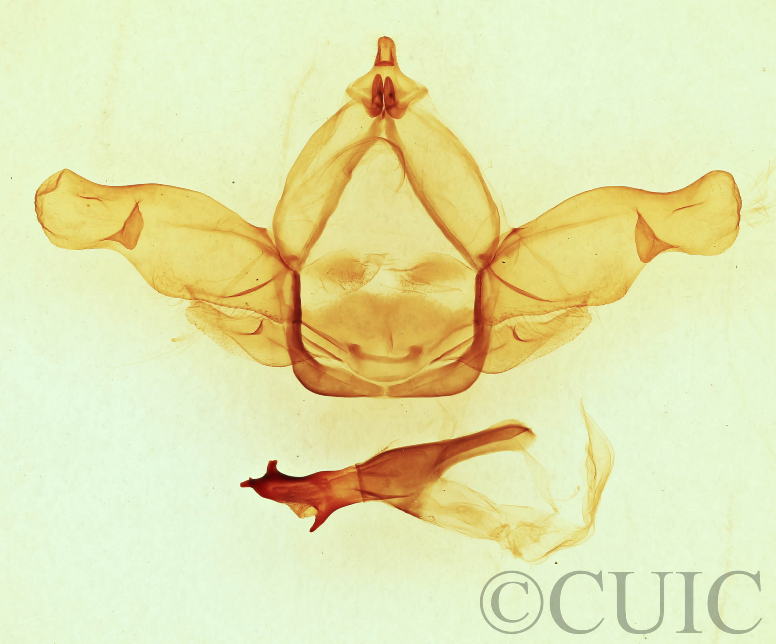 genitalia view of adult Nadata gibbosa