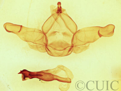 genitalia view of adult Nadata gibbosa