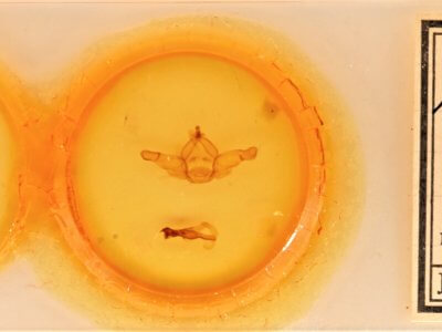 slide view of adult Nadata gibbosa