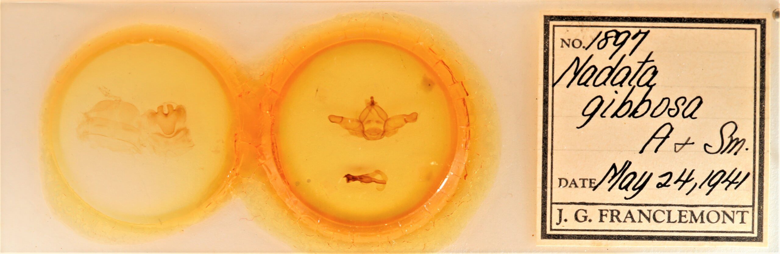 slide view of adult Nadata gibbosa