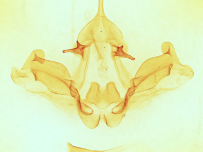 genitalia view of adult Datana chiriquensis