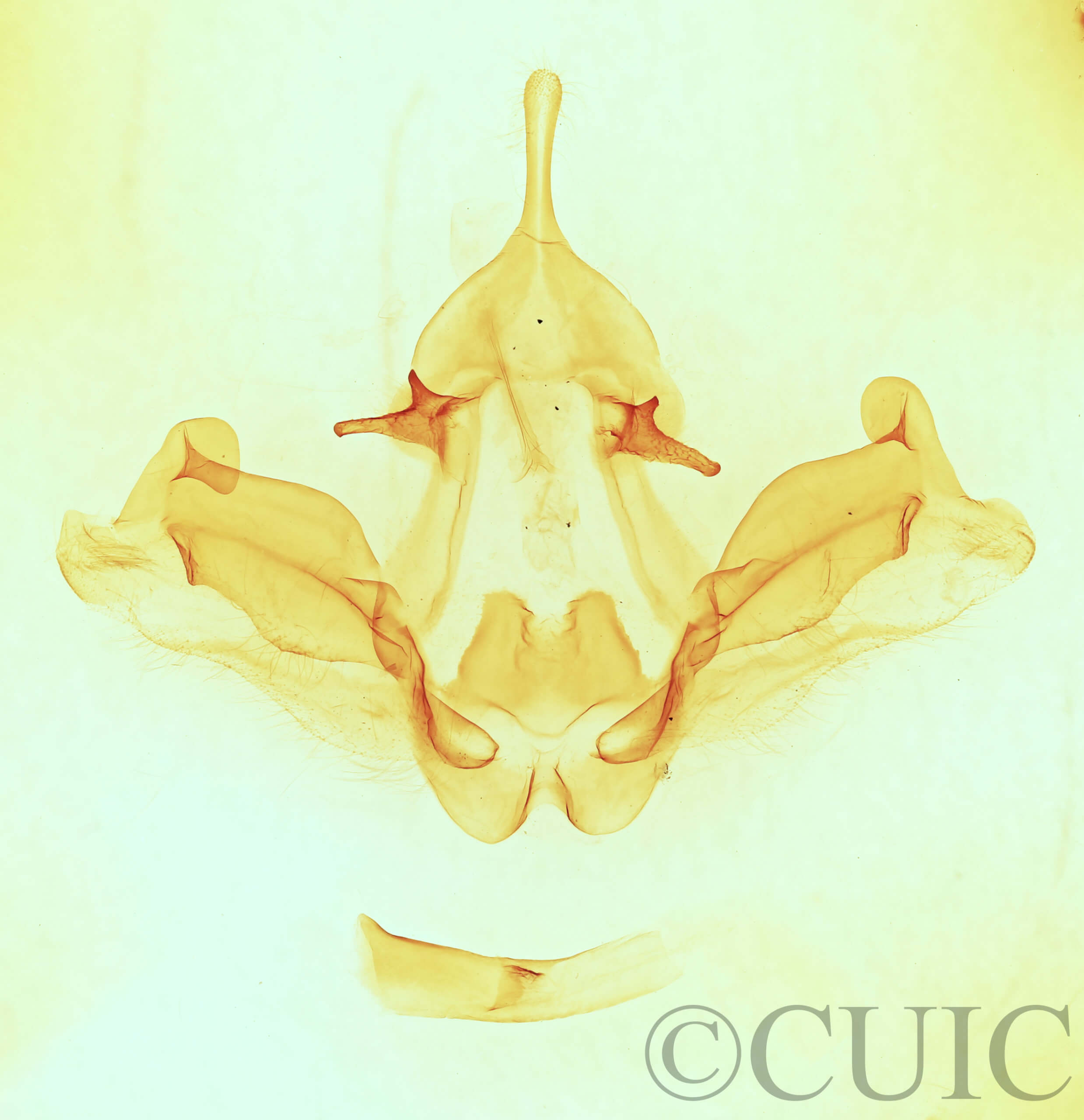 genitalia view of adult Datana chiriquensis