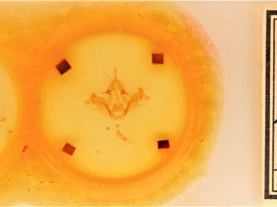 slide view of adult Datana chiriquensis