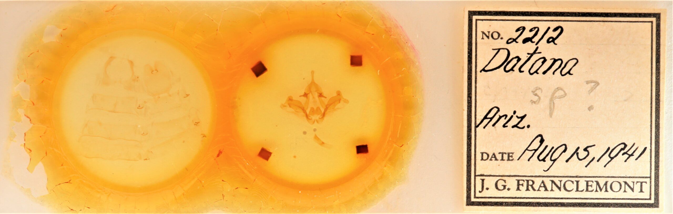 slide view of adult Datana chiriquensis