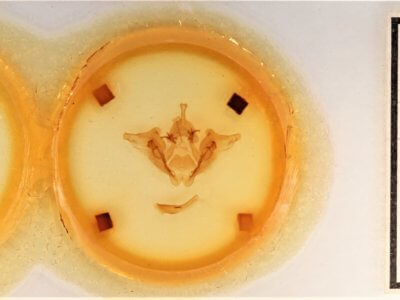 slide view of adult Datana major