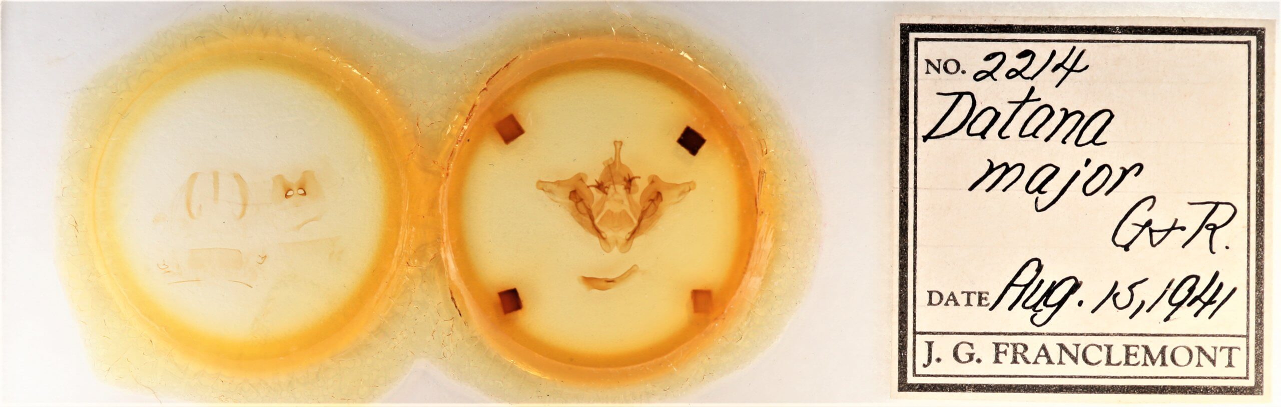 slide view of adult Datana major