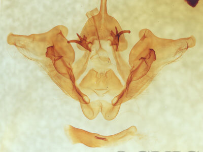 genitalia view of adult Datana major