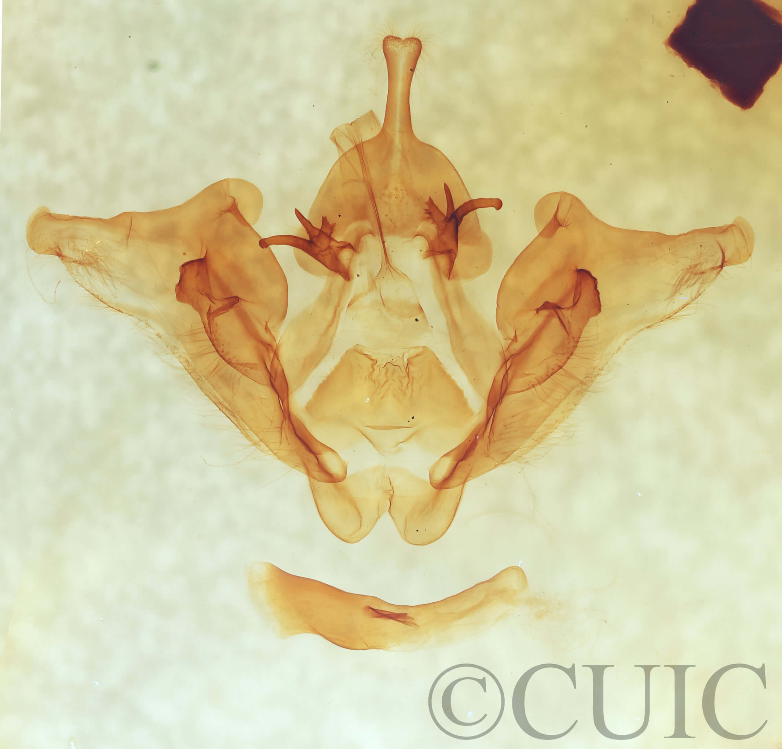 genitalia view of adult Datana major