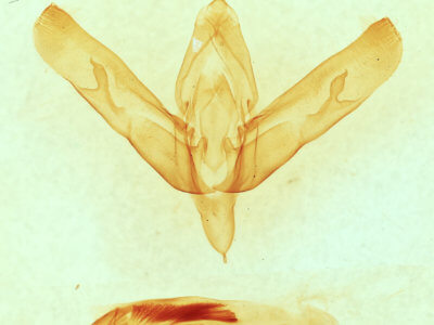 genitalia view of adult Sympistis forbesi