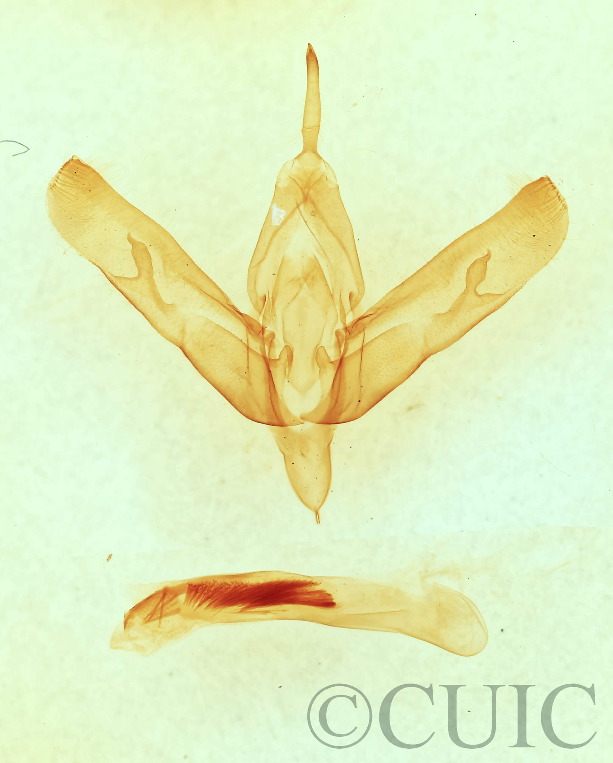 genitalia view of adult Sympistis forbesi