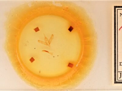 slide view of adult Sympistis forbesi