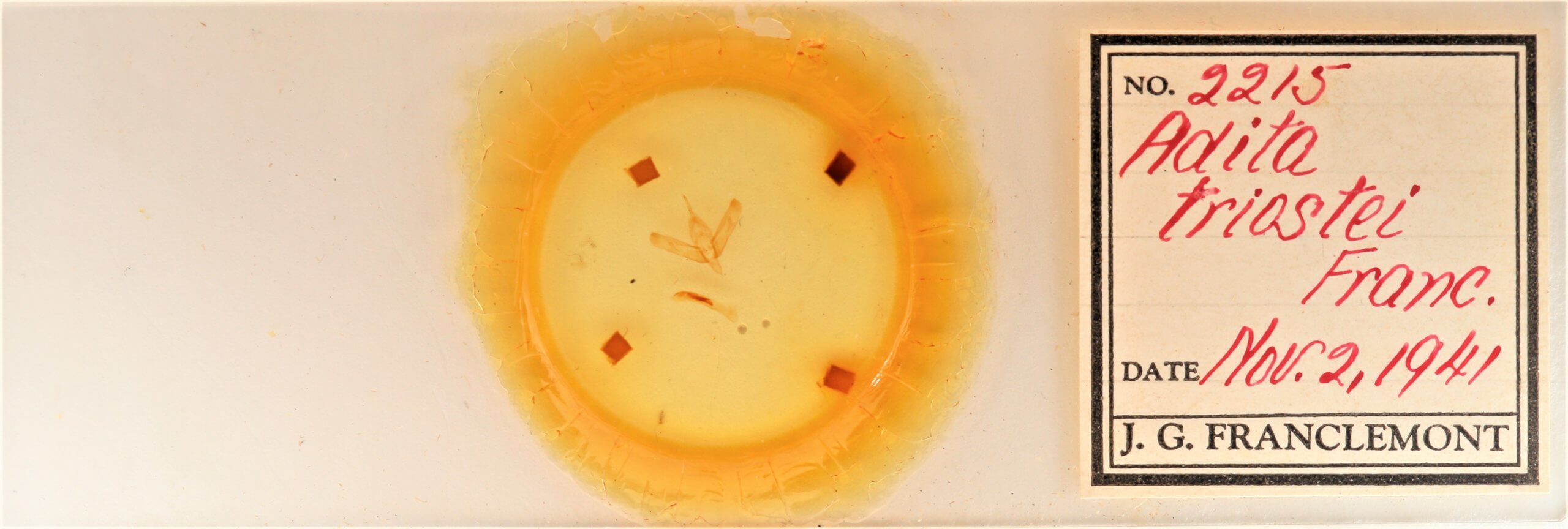 slide view of adult Sympistis forbesi