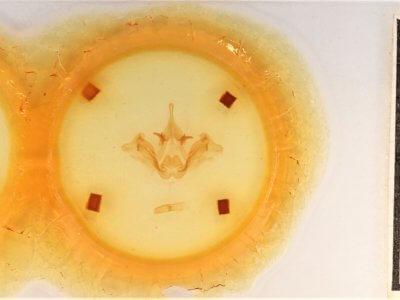 slide view of adult Datana chiriquensis